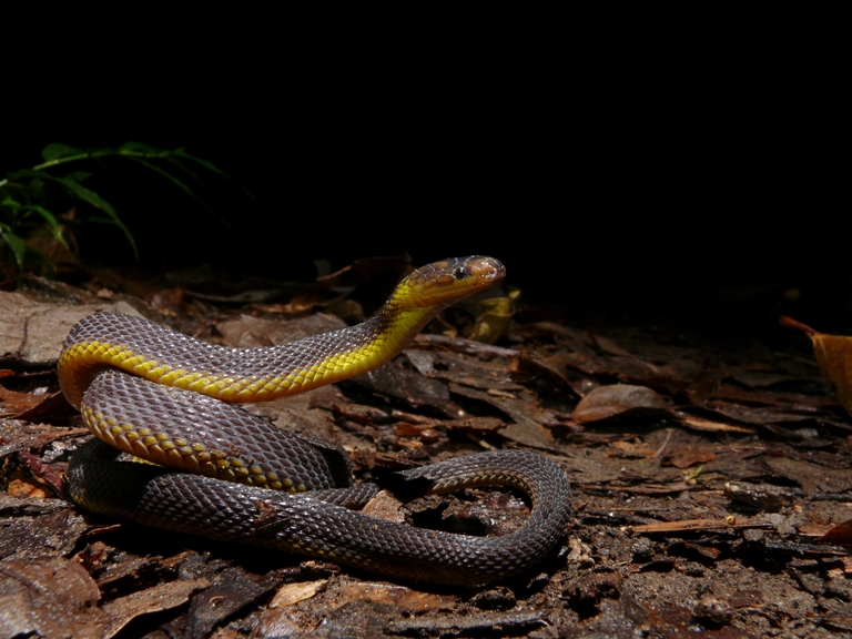 アマミタカチホヘビ