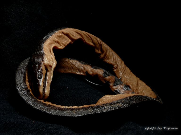 セグロウミヘビ