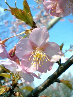 20070222かわず桜＠水元公園