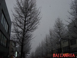 雪化粧した街路樹