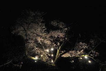 明星桜(1)