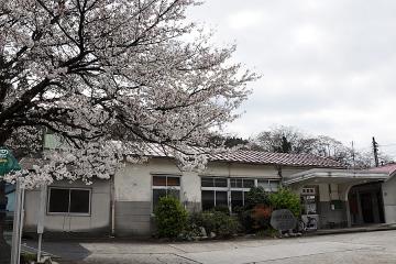 浜原駅の桜(2)