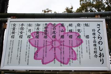 平野神社(2)