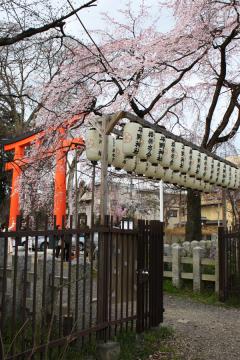 平野神社(4)