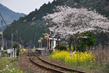 駒鳴駅・桜の頃(1)