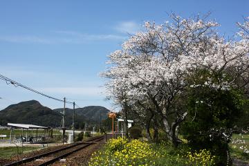 駒鳴駅・桜の頃(2)