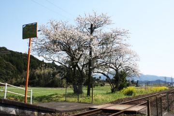 駒鳴駅・桜の頃(3)