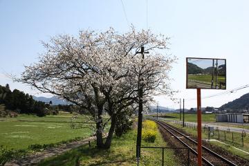 駒鳴駅・桜の頃(7)