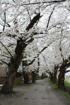 角館の桜(2)
