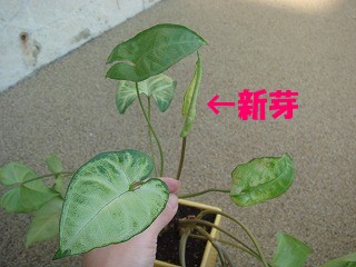 植物 011