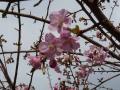 冬にさくみごとな桜(1)