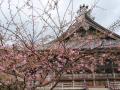 誕生寺の寒桜(1)