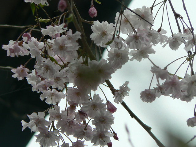 垂れ桜②