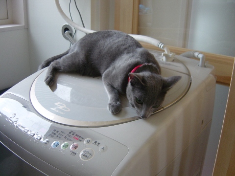 洗濯機ねこさん(2008.06.24)