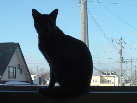ニコライの窓-12月03(2008.12.23)