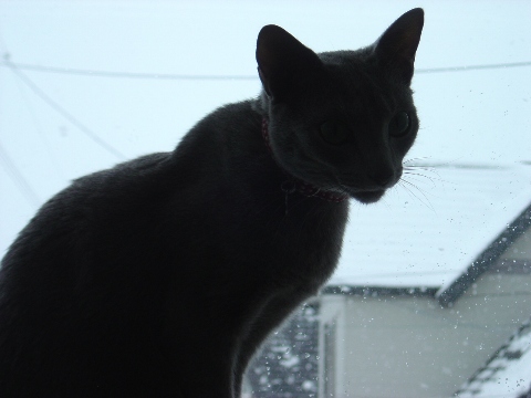 ニコライの窓、冬(2009.01.11)