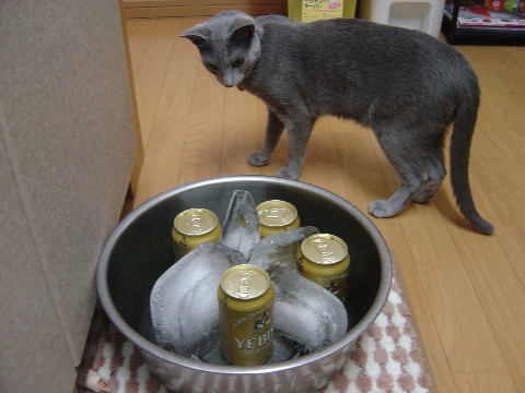 ニコとビール01(2009.07.26)
