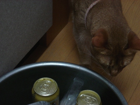 ジョゼとビール01(2009.07.26)