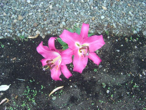 濃いピンクの百合(2009.07.30)