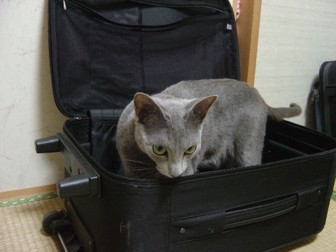 チビスーツケースと二コ(2009.08.05)
