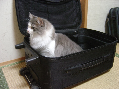 チビスーツケースとフレイ(2009.08.05)