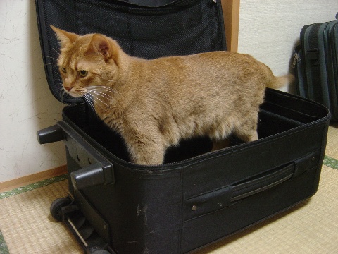 チビスーツケースとジョゼ(2009.08.05)