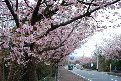 綺麗な桜並木