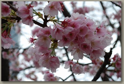 もうすぐ満開の桜♪