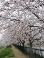 桜のトンネル　妙が池堰堤