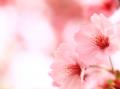 一面のピンク色♪紅吉野桜