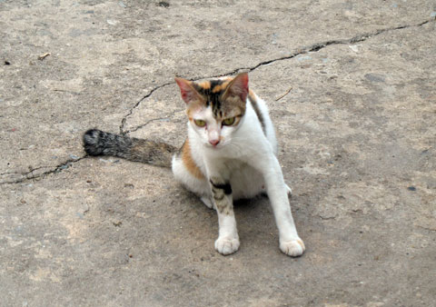 プラカノン市場の猫