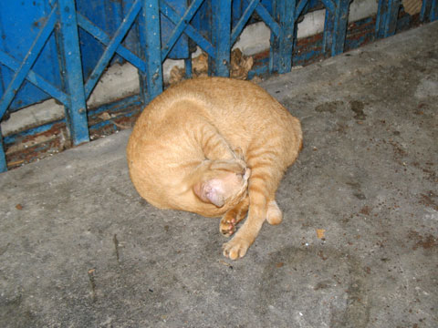 プラカノン市場の猫