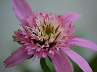 Echinacea purpurea　'Pink Double Delight' 
