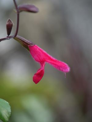 Salvia buchananii 