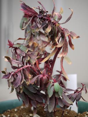Euphorbia　amygdaloides　Purpurea 