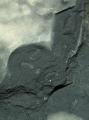 赤谷産の頁岩にふくまれるエステリアの化石