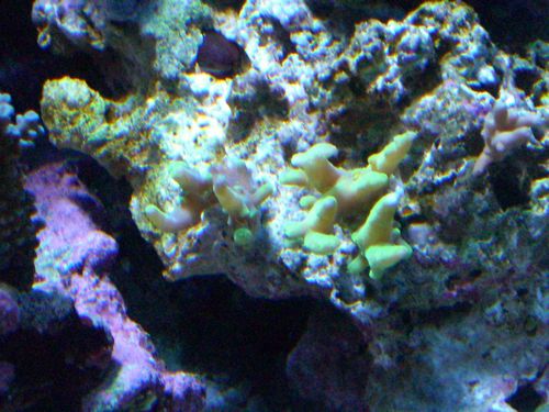 081115蛍光サンゴ