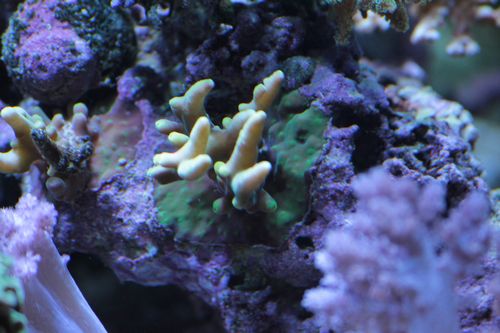 091127蛍光サンゴ