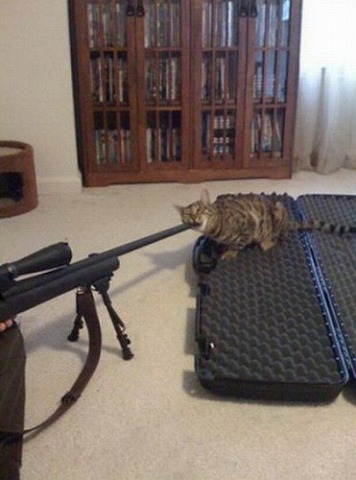 firearms-cat12[1]