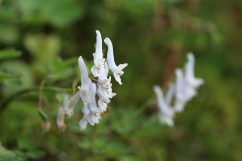 エゾエンゴサク　白花