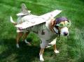 airplane-dog.jpg