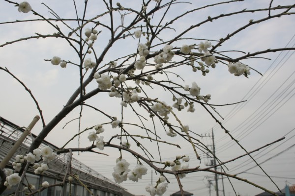 枝垂れ花桃