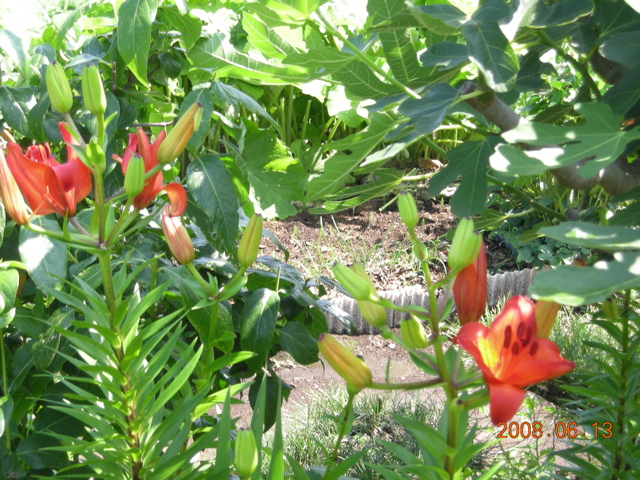 ガーデン日記 名無しの赤い百合と花キリン
