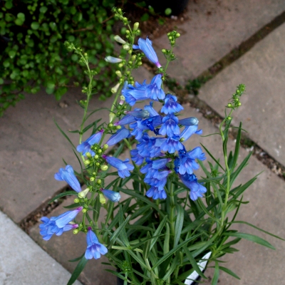 植物と風 青い花