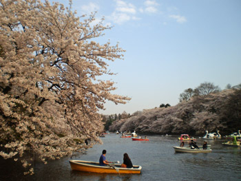 池と桜