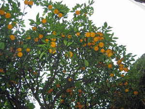15-oranges.jpg