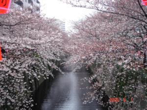 目黒川の桜並木1