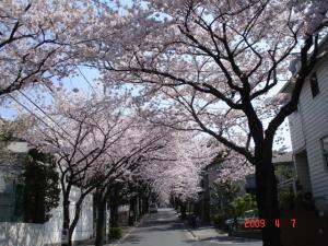 神学院下交差点からの桜のアーチ