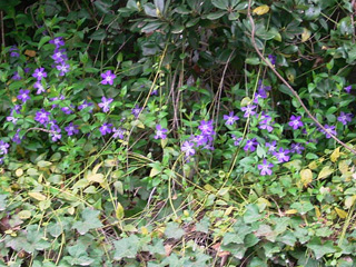 ツルニチニチソウの紫の花 By 散歩道の野草と風